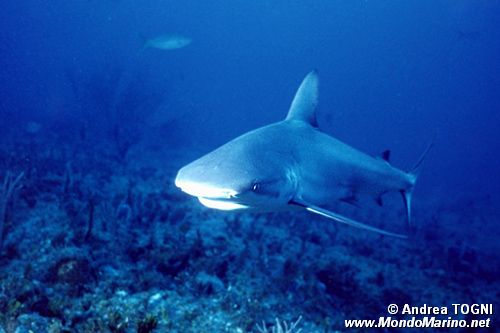 Squalo di barriera dei Caraibi (Carcharinus perezi)