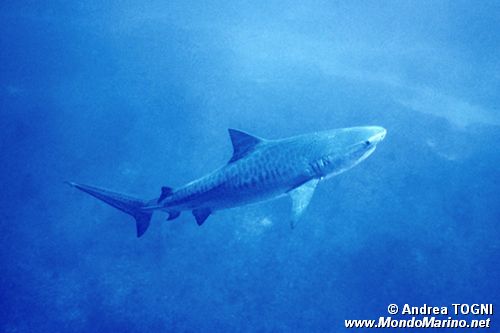 Squalo Tigre (Galeocerdo cuvier)