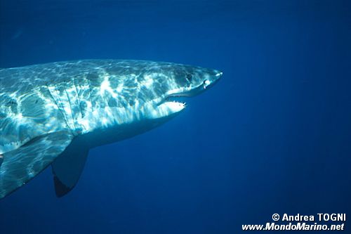 Squalo bianco (Carcharodon carcharias)