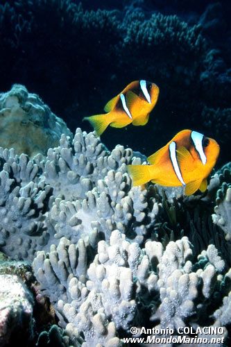 Pesce pagliaccio (Amphiprion bicinctus)