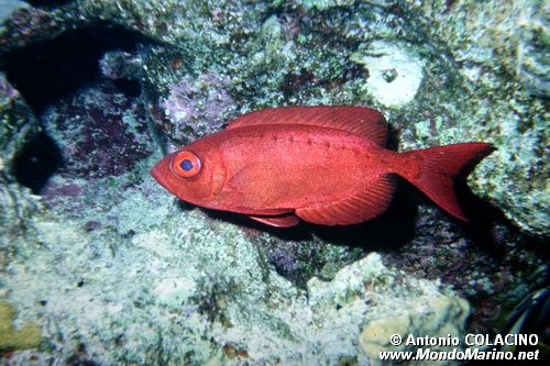 Pesce occhio grosso (Priacanthus hamrur)