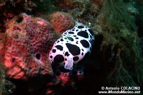 Vacchetta di mare (Discodoris atromaculata)