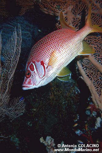 Pesce scoiattolo spinoso (Sargocentron spiniferum)