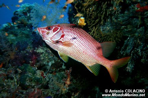 Pesce scoiattolo spinoso (Sargocentron spiniferum)