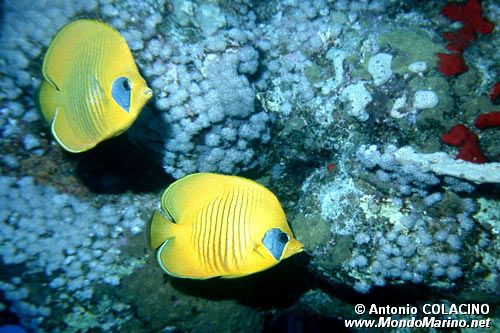 Pesce farfalla semimascherato (Chaetodon semilarvatus)