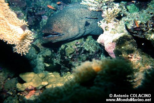 Murena gigante (Gymnothorax javanicus)