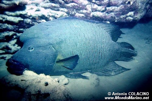 Pesce napoleone (Cheilinus undulatus)