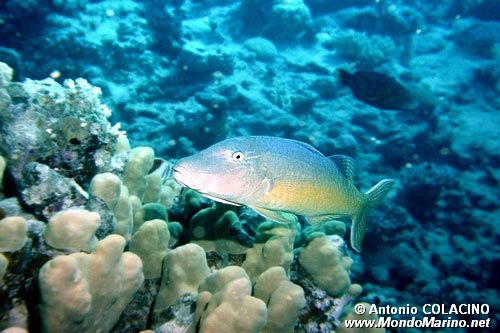 Triglia tropicale (Parupeneus cyclostomus)