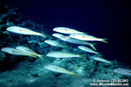 Triglia (Mulloidichthys flavolineatus)