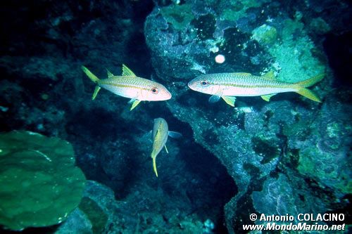 Triglia pinna gialla (Mulloidichthys vanicolensis)
