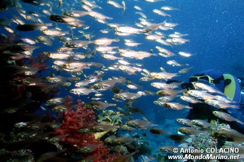 Pesce vetro (Parapriacanthus ransonneti)