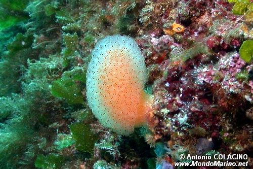 Tunicato (Aplidium nordmani)