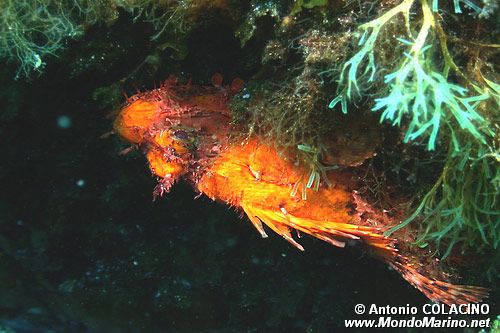 Scorfano rosso (Scorpaena scrofa)