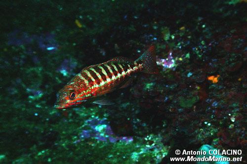 Perchia (Serranus cabrilla)