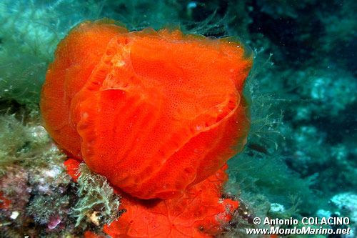 Tunicato (n.d. n.d.)