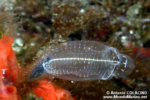 Ascidia trasparente (Clavelina dellavallei)