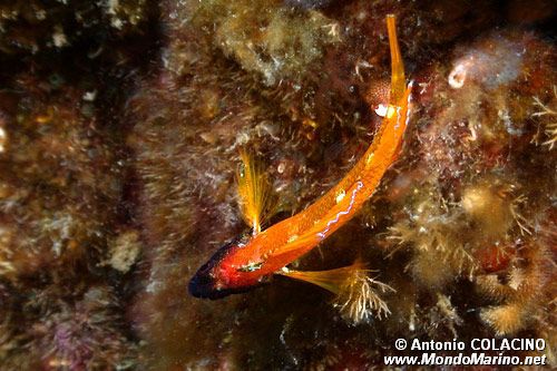 Peperoncino giallo (Tripterygion delaisi)