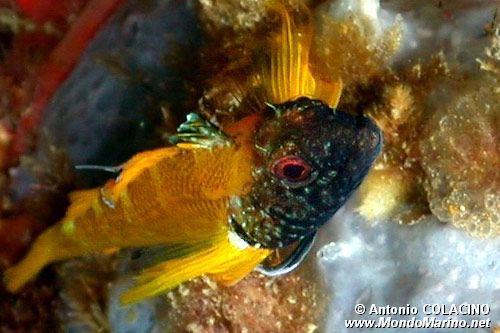 Peperoncino giallo (Tripterygion delaisi)