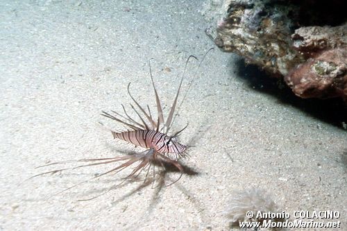 Pesce cobra (Pterois miles)