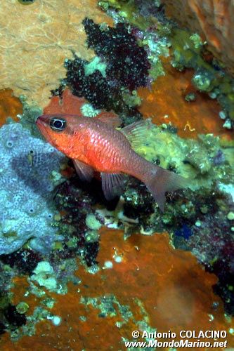 Re di triglie (Apogon imberbis)