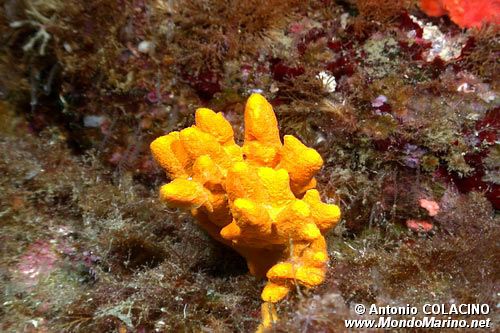 Spugna corna di daino (Axinella damicornis)