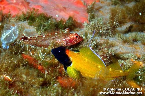 Peperoncino giallo (Tripterygion delaisi)