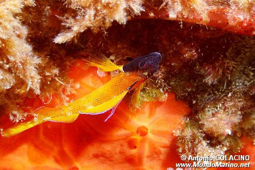 Peperoncino giallo (Tripterygion delaisi)