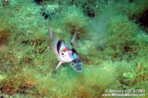 Sarago fasciato (Diplodus vulgaris)