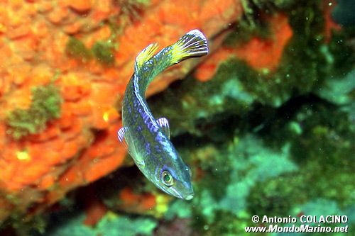 Tordo codanera (Symphodus melanocercus)