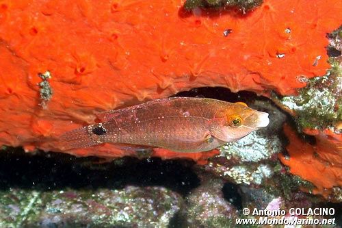 Tordo rosso (Symphodus mediterraneus)