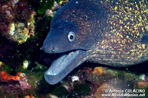 Murena (Muraena helena)