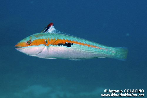 Donzella (Coris julis)