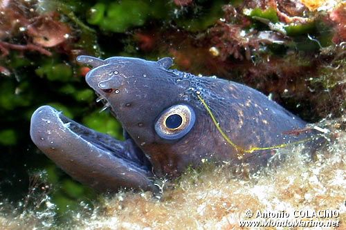 Murena (Muraena helena)
