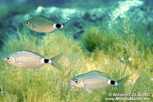 Occhiata (Oblada melanura)