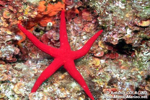 Stella arancio (Hacelia attenuata)