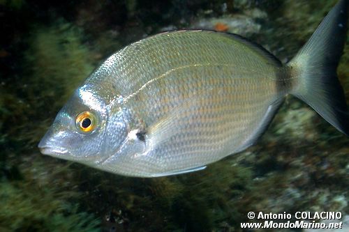 Sarago pizzuto (Diplodus puntazzo)