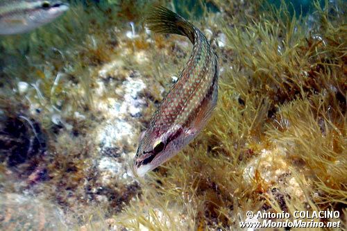 Tordo pavone (Symphodus tinca)