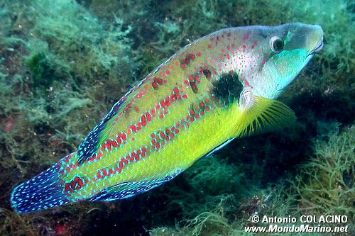 Tordo pavone (Symphodus tinca)