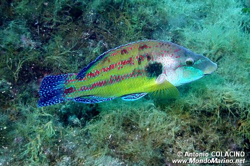 Tordo pavone (Symphodus tinca)