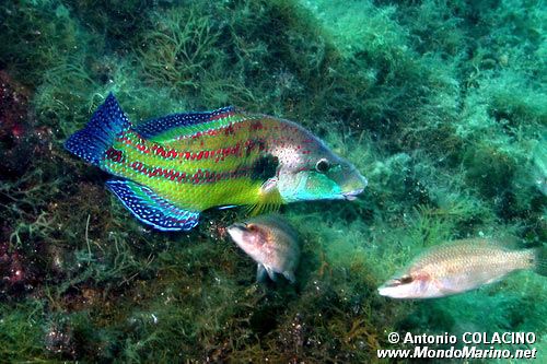 Tordo pavone (Symphodus tinca)