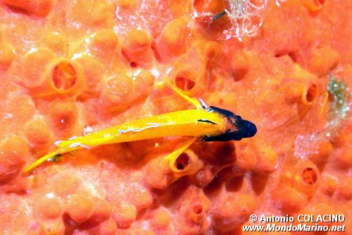 Peperoncino giallo (Tripterygion delaisi)