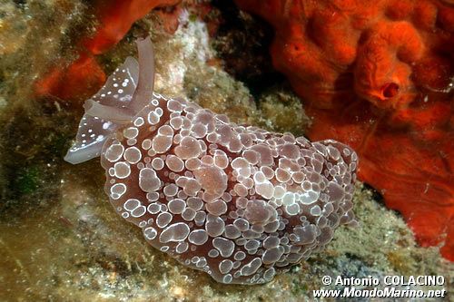 Bertella ocellata (Berthella ocellata)