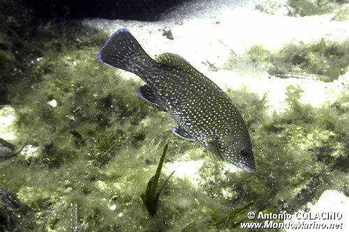 Tordo nero (Labrus merula)