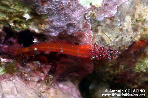 Peperoncino minore (Tripterygion melanurus)