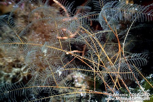 Piuma di mare (Aglaophenia pluma)