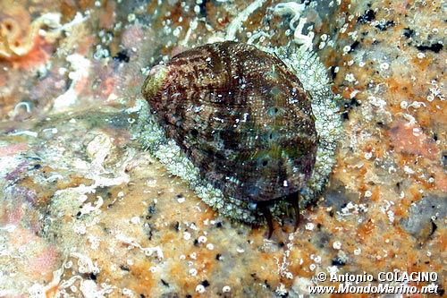 Orecchia di mare (Haliotis tuberculata lamellosa)