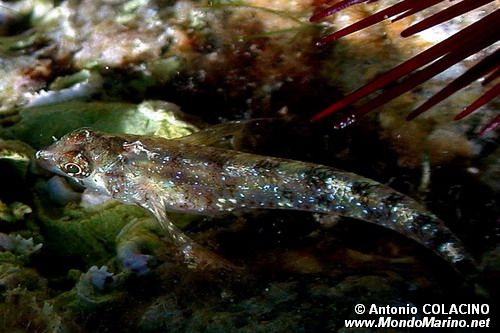 Peperoncino (Tripterygion tripteronotus)