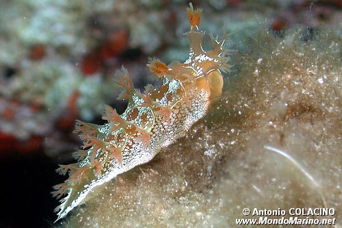 Marionia (Marionia blainvillea)