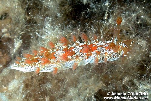 Marionia (Marionia blainvillea)