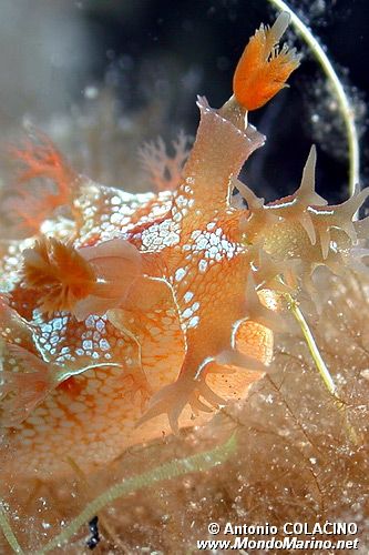 Marionia (Marionia blainvillea)